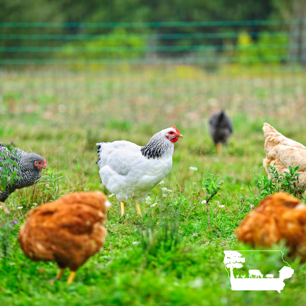 Regenerative Egg Subscription | 2 Dozen | Des Moines Area Delivery