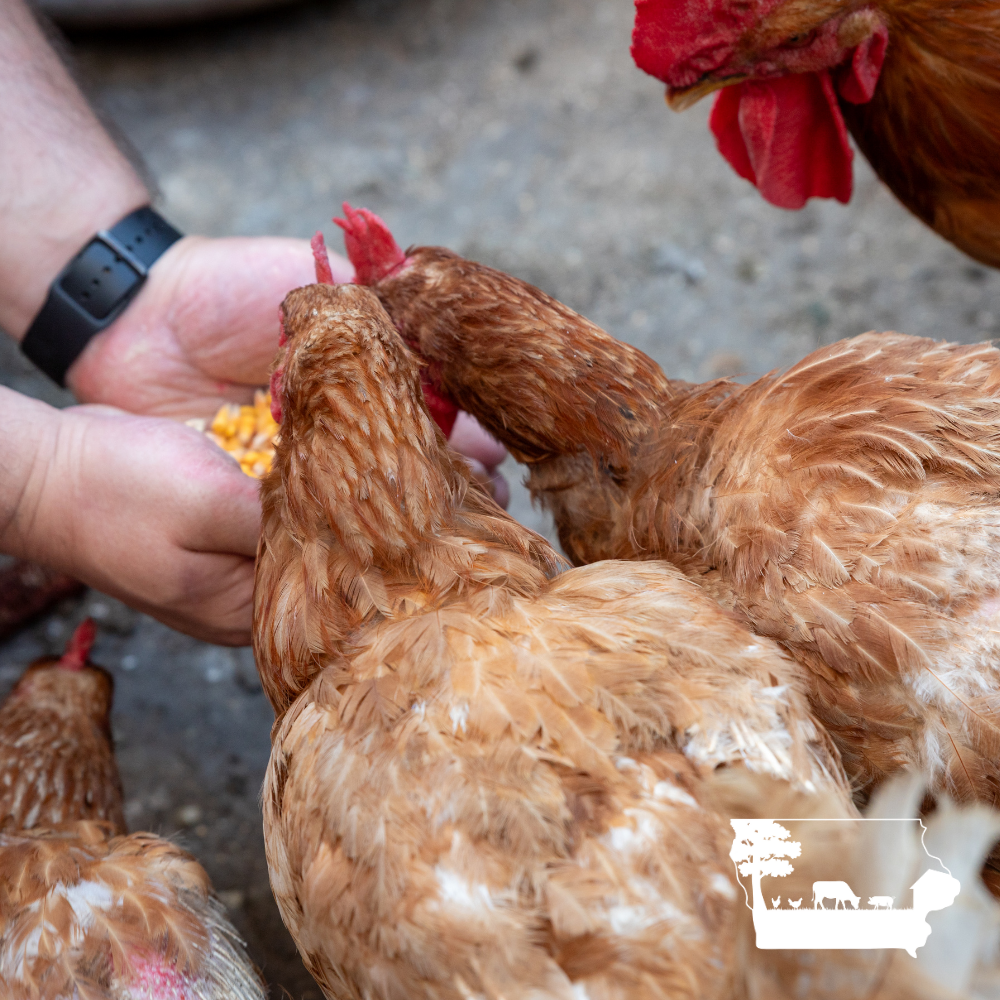 Regenerative Egg Subscription | 2 Dozen | Des Moines Area Delivery