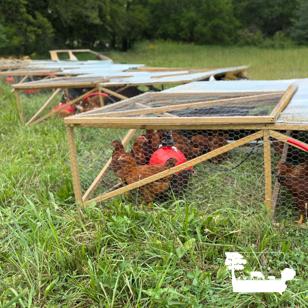 Regenerative Egg Subscription | 2 Dozen | Des Moines Area Delivery