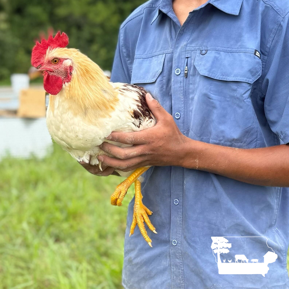 Regenerative Egg Subscription | 2 Dozen | Des Moines Area Delivery