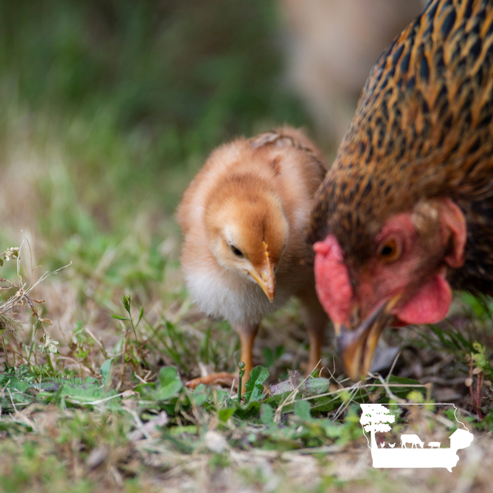 Whole Regenerative Chicken Delivery Subscription – Des Moines, Iowa