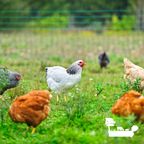 Regenerative Egg Subscription | 2 Dozen | Des Moines Area Delivery